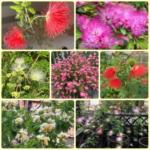 SeidenbaumSamen, topfpflanzen draußen winterhart AlbiziaSamen, Albizia julibrissin, pflanzensamen zimmerpflanzen winterharte für balkon nachhaltige geschenke 20pcs