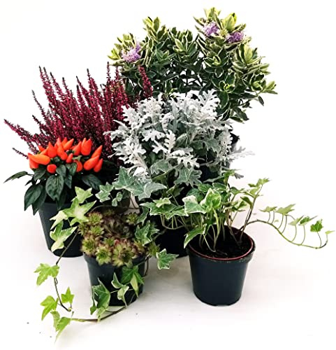 POWERS TO FLOWERS - MISTO PIANTE AUTUNNALI. ERICA CALLUNA, PEPERONCINO, EDERA, VERONICA, SEMPREVIVO, CINERARIA. 5 PIANTE, VASO 12CM DIAMETRO, piante vere