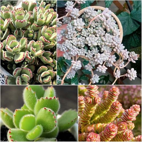 sukkulenten - zimmerpflanzen pflanzensamen bonsai kräuterbeet garden stauden winterhart mehrjährig steingartenpflanzen winterhart kräuterpflanzen winterharte kübelpflanzen 700samen