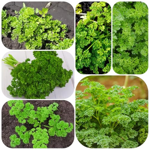 semi di prezzemolo resistente - biologici esotiche decorazioni balcone giardino 800pcs