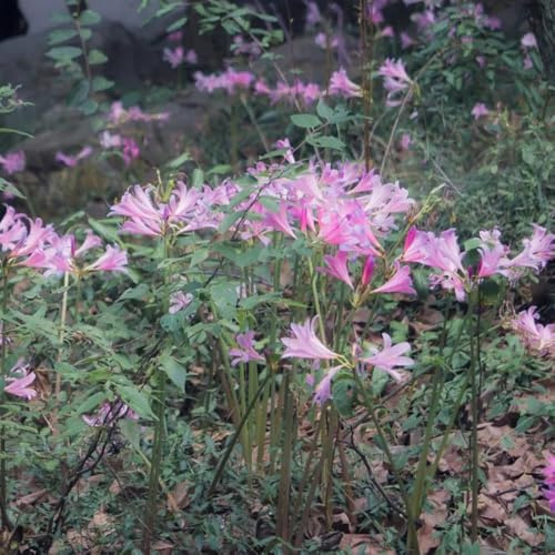 giglio ragno - Lycoris Radiata decorazione balcone d'appartamento esotiche di resistenti selvatici ufficio 3bulbi
