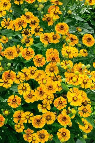 Helenium x cult. 'Rauchtopas' ca. 11x11 cm Topf - Sonnenbraut, orange-rote Blüten, Blütezeit Juli-September, ideal für Beete, bienenfreundlich, pflegeleicht