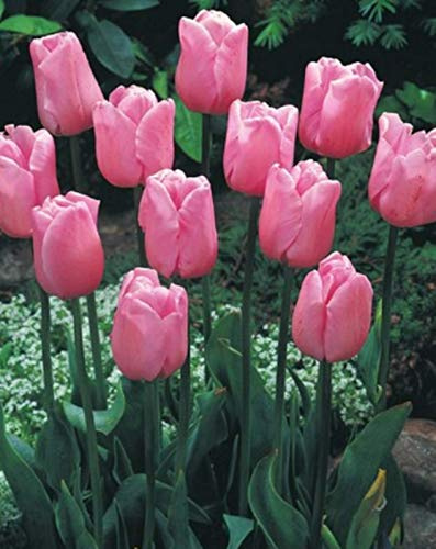 100 Tulpenzwiebeln Synaeda Amor Blumenzwiebeln Tulpen