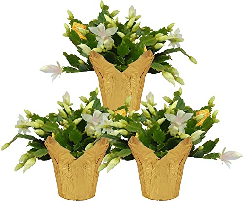 DECOALIVE Cactus Navidad Pack de 3 Plantas Naturales (8436601575906)