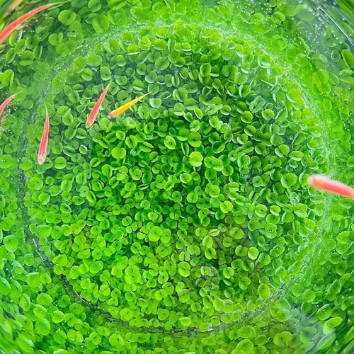 3 Pack Aquarium Plant S.e.e.d Set, not Artificial plasticl Plant. Real Grass Tank Decor Replacement for Resin or Plastic Grass N0：9527-12