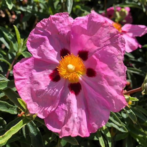 Zistrose wildblumensamen indoor kräutergarten sommerblumen kräutersamen schmetterlingsflieder bodendecker winterhart mehrjährig gartendeko für draußen blumenwiesensaat blumensamen 180samen