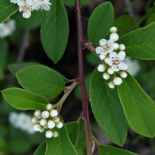 24 x Cotonéaster de Dammer 'Major' - Cotoneaster dammeri 'Major' godet 9x9cm, pour 3m² : Un arbuste couvre-sol à feuillage persistant avec la magie des fruits rouges