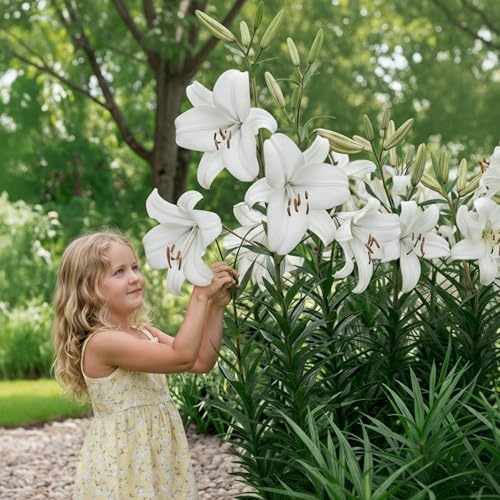 FLORIUM Lilien Zwiebeln Winterhart Mehrjährig | Pretty Woman Riesenlilien | 3 Stück | Exklusive Blumenzwiebeln aus Holland | Pflanzen für Garten und Topf