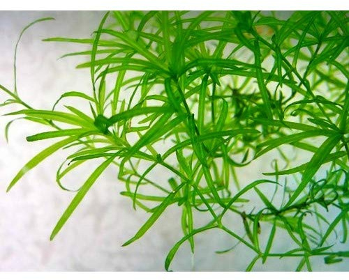 Guppy Grass/Najas Guadalupensis - 1 Bunch - Live Aquarium Plant