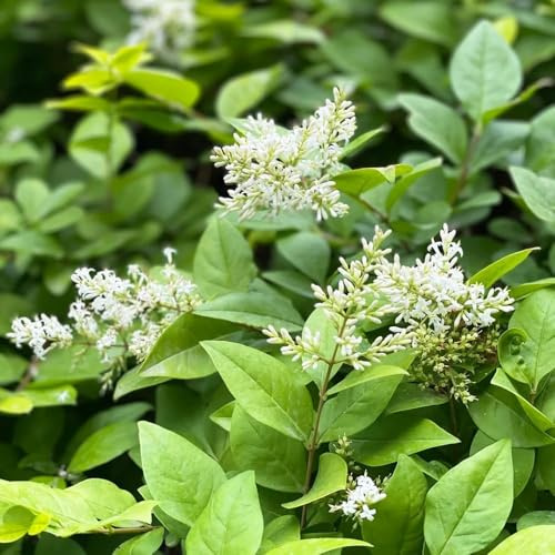 semillas de ligustro para setos - jardin semillas perennes resistentes exóticas resistentes bonsái 250pcs