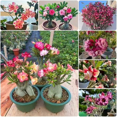 Semillas resistentes de rosa del desierto, exóticas de adenium obesum, semillas de para lugares soleados semillas orgánicas 15pcs