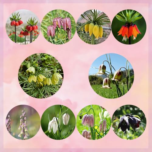 tuberi imperiali corona - resistenti, balcone 15pcs