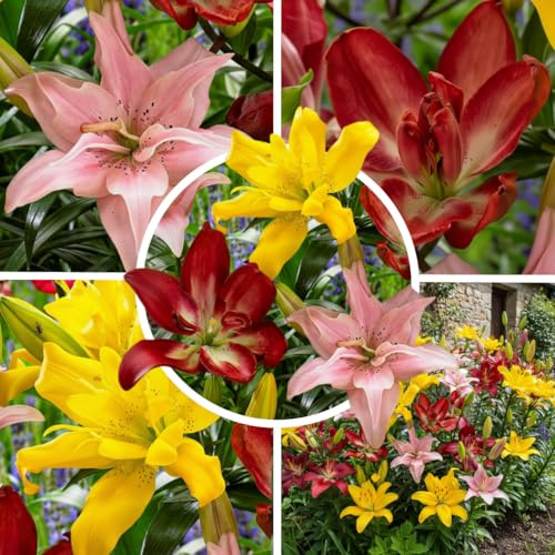FLORIUM - Asiatische Lilien Zwiebeln Doppelte Kollektion, (15 Zwiebeln), 5 Sorten, winterhart riesenlilien aus Holland, mehrjährig Blumenzwiebeln für Töpfe und Balkone (keine Samen, nicht künstlich)