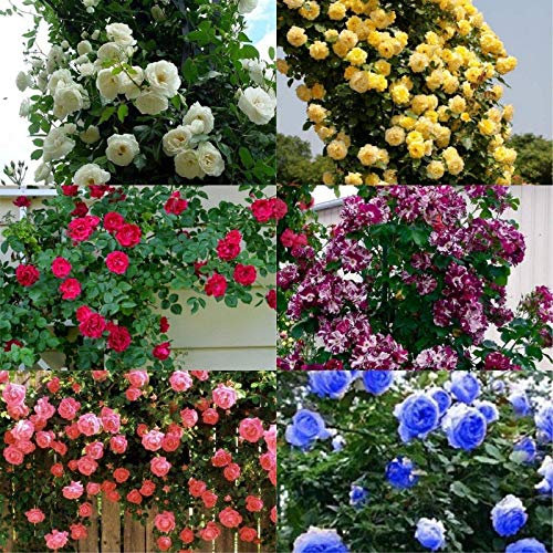 Keimsamen Rosa Farben von Kletterrosen Ihrer Wahl