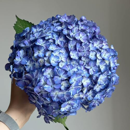 semillas de hortensia resistentes - jardín exterior perennes raras 350pcs