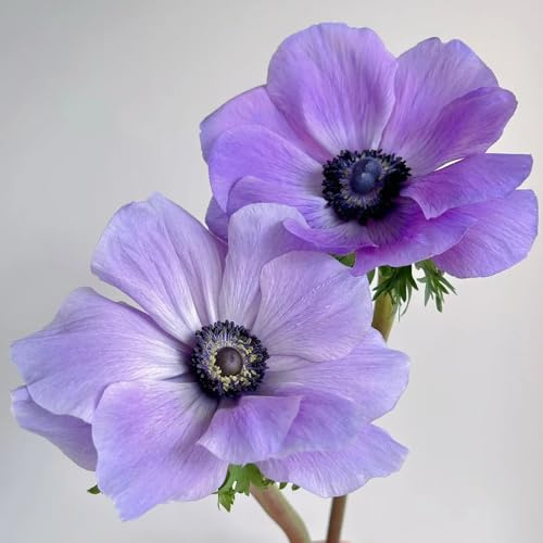 semi di anemone, balcone, aiuola, balcone resistenti decorazioni, luoghi soleggiati, ombra 20pcs