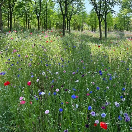 200 piezas semillas de aciano organicas de interior exóticas semillas jardín decoracion perennes resistentes