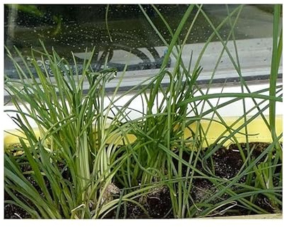 Pcs - 700x Écologique Graines Ciboulette Légumes Jardin Plantes - Graines K191 - Seeds & Plants Shop by Ipsa