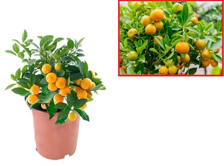 Calamondin- Naranjo enano Chino de 55 cm de Altura - Kumkuat Planta Natural (Citrus Fortunella) - (Altura 55 Cm aprox) (Calamondin 55 Cm Alt.)