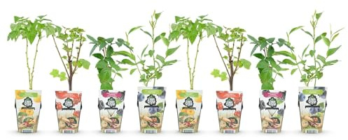 GreenboutiQ - Plantes à fruits - Arc-en-ciel - Groseille Rouge - Framboise Jaune - Mûre Noire - Myrtille Bleue - Rustique - 8 Plantes - Pot 9cm