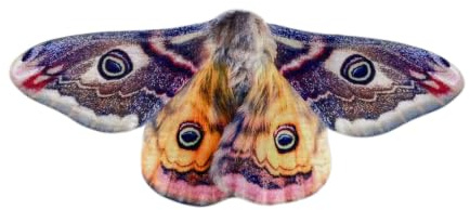Jinhxofs Apéndices Polilla Multicolores Apéndices Lepidóptero Llamativo Disfraz para Cosplay