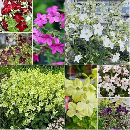 ornamentali di tabacco - semi balcone semi estate balcone con letti da giardino interni resistenti a 400pcs