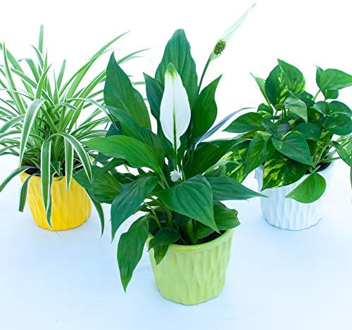 POWERS TO FLOWERS - TRIS PIANTE PURIFICA ARIA: POTOS, CLOROFITUM, SPATIFILLUM IN VASI CERAMICA, 3 Piante Depura Aria, Piante VERE