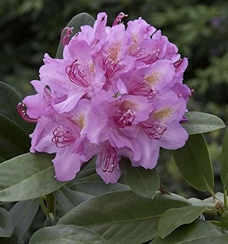 Großblumige Rhododendron Pink Purple Dream 40-50cm - Alpenrose