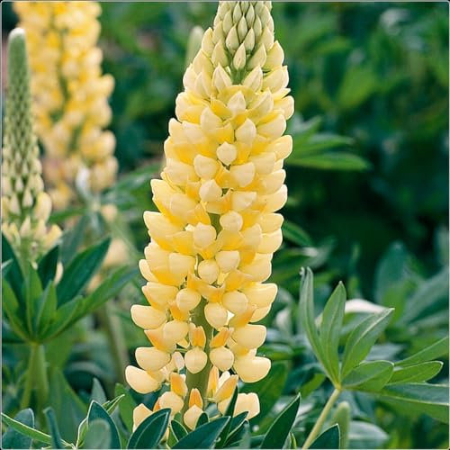 Lupin Legendary Yellow and White Mix x 6 Perennial Plug Plants (3 of Each)