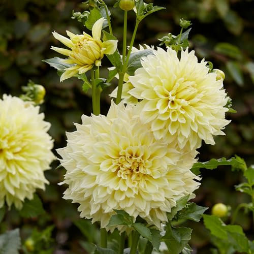 1 x Dahlia Dinnerplate Kelvin Floodlight – Giant Yellow Blooms – Creates Luminous Halos in Borders – Summer Flowering Bulb – Perennials – for Your Beautiful Garden