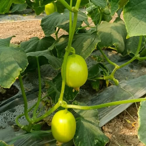 gurke gurken - cucumis sativus - hochbeete für garten, wintergemüse kaufen salatgurken gurkensamen gemüsesamen, gewächshaus balkon 300samen