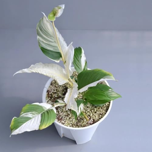 Semi di giglio pace, da appartamento d'appartamento che purificano l'aria Spathiphyllum kochii, da ufficio balcone esotiche vecchie varietà resistenti 50pcs