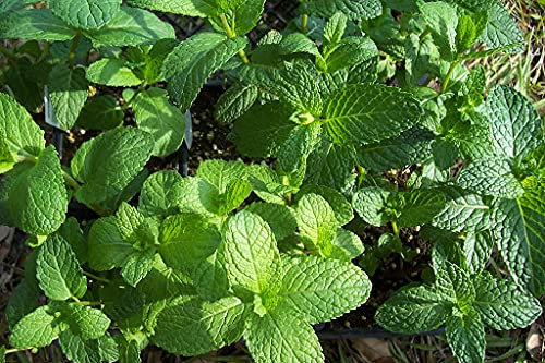 Menta Semi di Piano 90 Pezzi