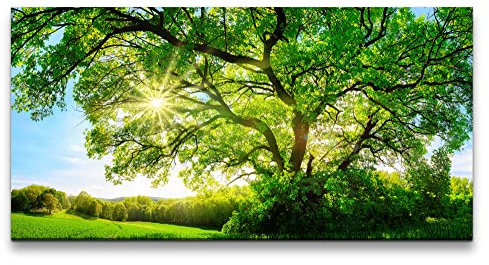 Paul Sinus Art Leinwandbild 120x60cm Großer Baum Eiche Baumkrone Grün Natur Sonnenstrahlen