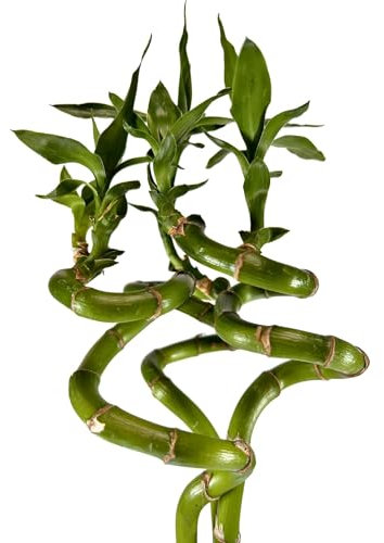 Lucky Bamboo Indoor Plant - 40cm Spiral Stem - Pack of 3