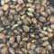 lot de graines de ricin prêtes à planter (250)