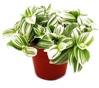 Tradescantia zebrina Brightness hängende Zimmerpflanze 12m 12cm Topf