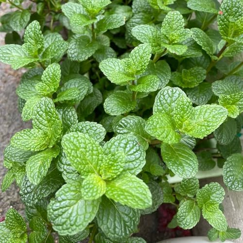 Semi di menta piperita - menta balcone semi di raro verdi resistenti selvatiche vecchie varietà per 200pcs