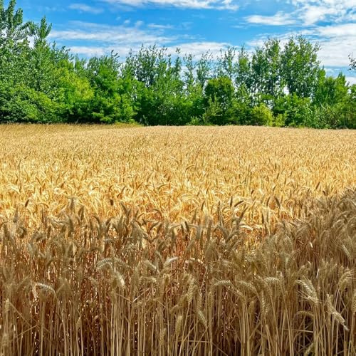 semi di grano (semi di),semi di,da ombra d'appartamento,per luoghi soleggiati da giardino 200pcs