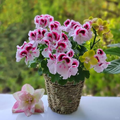 semi di geranio pelargonium primaverili, resistenti in vaso gerani da balcone insoliti ornamentali per luoghi soleggiati d'appartamento rare semi di da 250semi