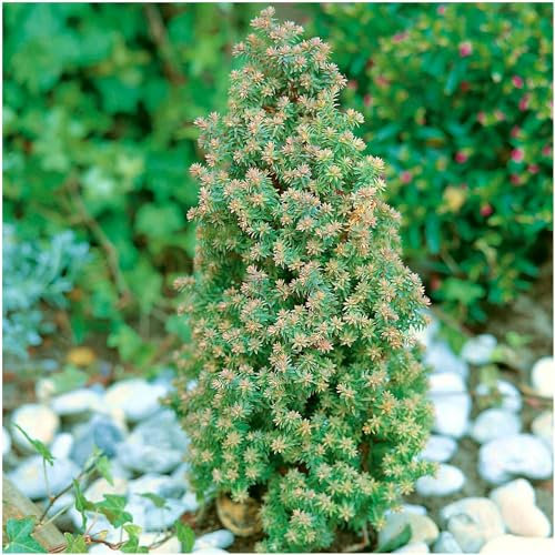 GrowOn Shrubs [2 Litre] Dwarf Conifer Chamaecyparis Thyoides 'Rubicon' | Evergreen Shrub | Outdoor Garden Ready Plant