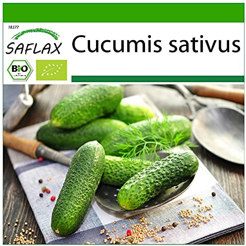SAFLAX - BIO - Concombre - Vorgebirgstraube - 15 graines - Cucumis sativus