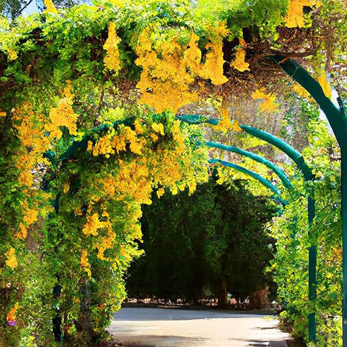 Dolichandra Cat's Claw Vine Creeper Flower Seeds - 15 Organic Seeds