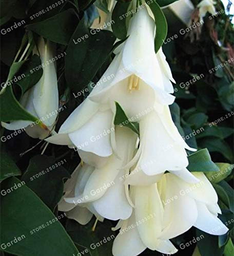 Cile Bellflower (Lapageria rosea) Semi 50 pc/sacchetto; Colore 1