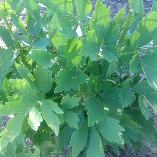 Palm Beach Medicinal Herbs - Lovage (Levisticum officinale) - Packet of 100 Seeds