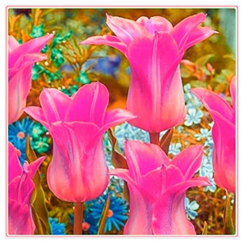 Winterhart pflanzen, Seltene, Exotisch, Mysteriöse magische Glühbirne, Mehrjährige Blumenzwiebel ist winterhart, Lebende Pflanzen,Blumenzwiebel Mix-3 Seltene tulpen zwiebeln