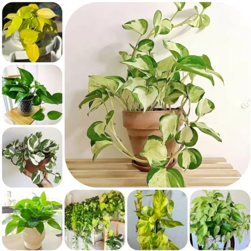 semi di edera da appartamento, serre da balcone esotiche regali giardino semi di verdi vecchie varietà 400pcs