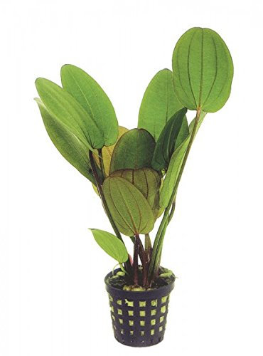 ECHINODORUS COMPACTA - Live Aquarium Pflanze