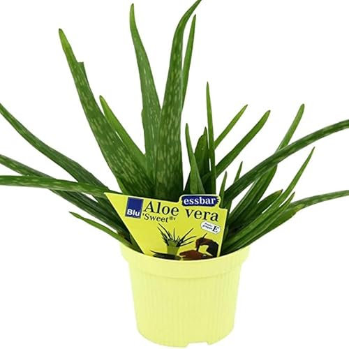 Aloe Vera Planta Natural para Interior y Exterior