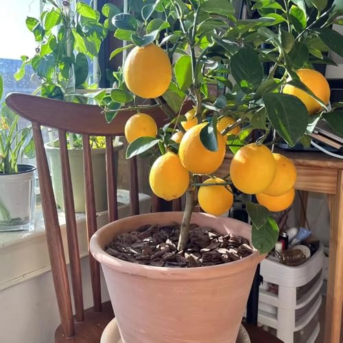 semillas de limonero, interior de limonero, decoración de jardín para exterior, para lugares soleados 60pcs